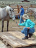 Starting Young Horses Training