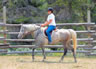 Starting Young Horses Training