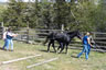 Starting Young Horses Training