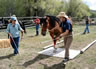 Starting Young Horses Training