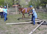 Starting Young Horses Training