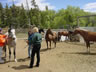 Starting Young Horses Training