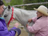 Starting Young Horses Training