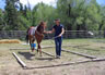 Starting Young Horses Training