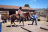 Starting Young Horses Training