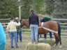 Starting Young Horses Training