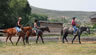 Starting Young Horses Training