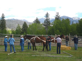 Starting Young Horses