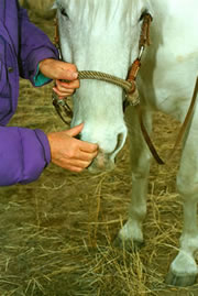 Working the muzzle, nostrils and mouth