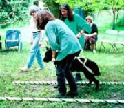 TTouch training for companion animals - using a labyrinth