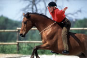 TTEAM Joy of Riding -- bridleless riding with a lariat neck ring