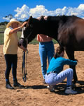 At a TTEAM workshop, Linda and several participants do the TTouches on a horse.